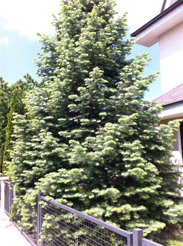 Bor-smreka2